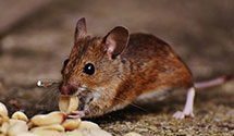 24 Hour & Emergency Exterminators in Scarborough, ME
